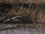 Bombay Hook National Wildlife Refuge