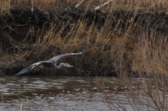 Bombay Hook National Wildlife Refuge