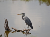 Blackwater National Wildlife Refuge