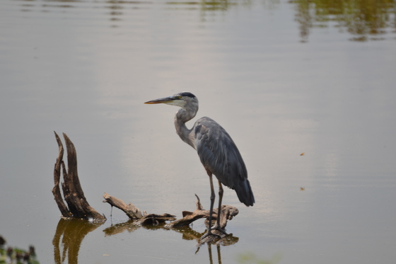 Blackwater National Wildlife Refuge