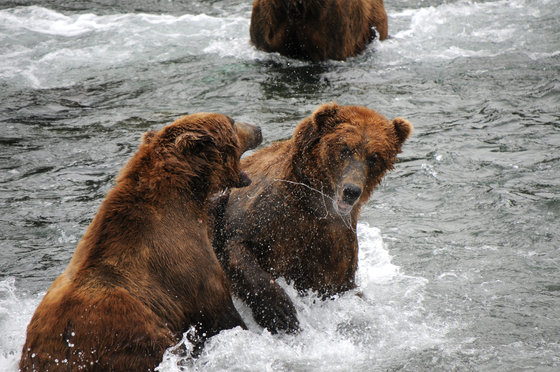 Katmai National Park