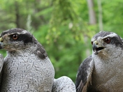 Allegheny National Forest