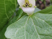 Allegheny National Forest