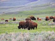 Yellowstone National Park