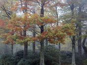 Blue Ridge Parkway, NC