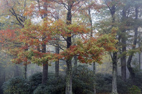 Blue Ridge Parkway, NC