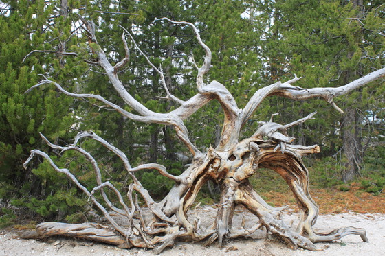 Yellowstone National Park