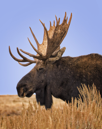 Grand Tetons