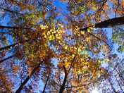 Whitaker Point Trail, Ozark Mountains