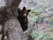 sequoia National Park