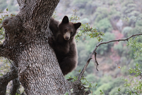sequoia National Park