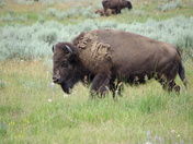 Grand teton National Park