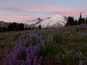 Mt. Rainier National Park