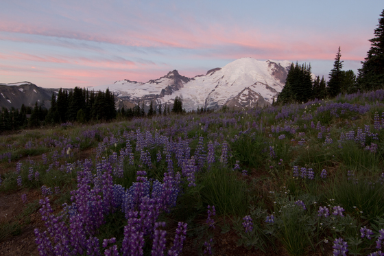 Mt. Rainier National Park