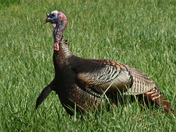 Great Smoky Mountains National Park