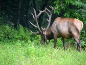 Great Smoky Mountains National Park