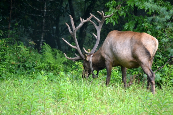 Great Smoky Mountains National Park