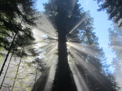redwood national park