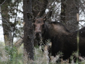 Beaverhead-Deerlodge National Forest Philipsburg Bay Campground, Montana