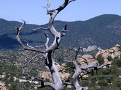 Prescott National Forest