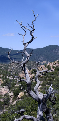 Prescott National Forest