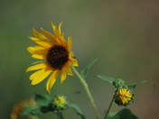 Petrified Forrest Nation Park