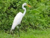 Ding Darling Wildlife Refuge