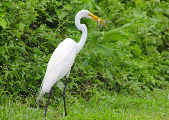 Ding Darling Wildlife Refuge