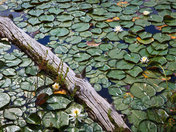 Acadia National Park