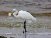JN Darling National Wildlife Refuge