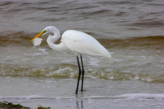 JN Darling National Wildlife Refuge