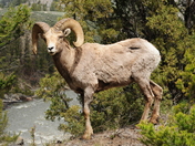 Yellowstone National Park