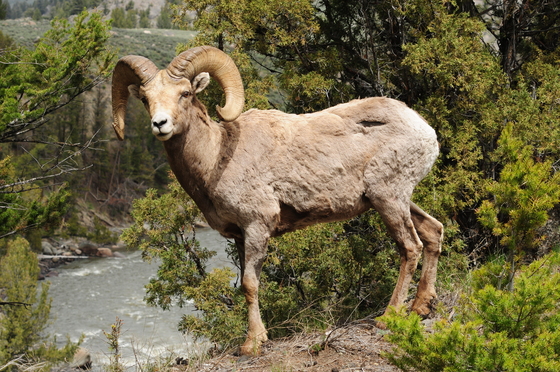 Yellowstone National Park