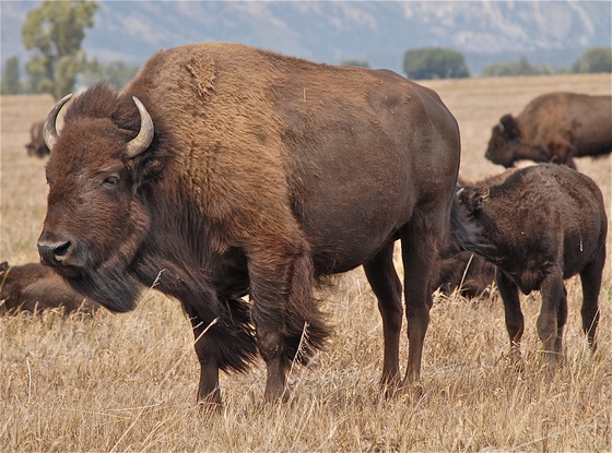Teton NP