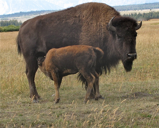 Teton NP.