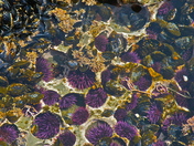 Stornetta Public Lands