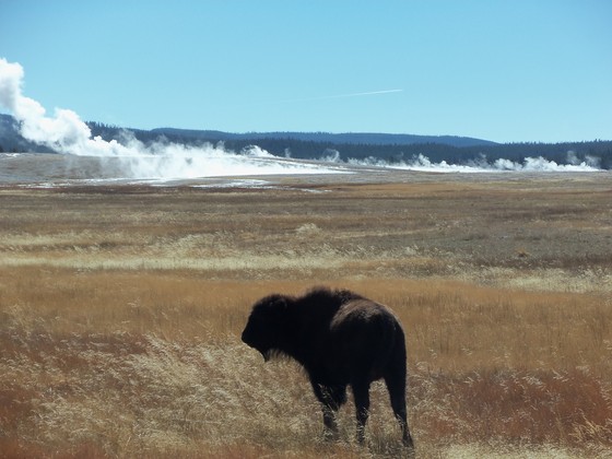 Yellowstone National Park