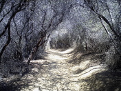 Temescal Canyon Trail