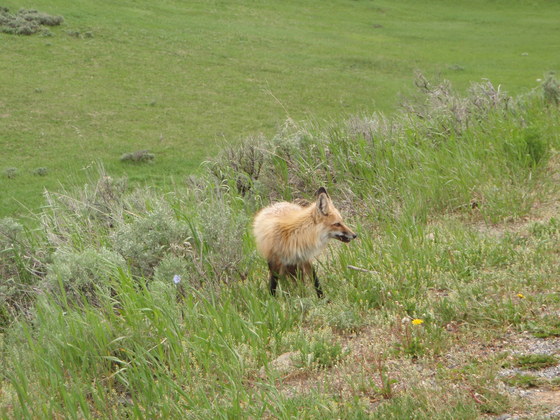 yellowstone