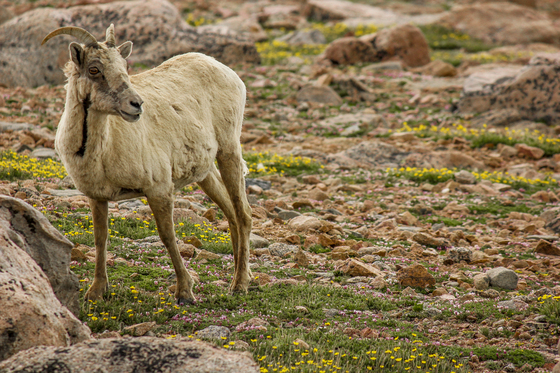 Mount Evans
