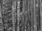 Redwood National Park