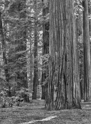 Redwood National Park