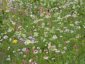 Mt. Rainier National Park, Washington