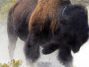 Yellowstone National Park