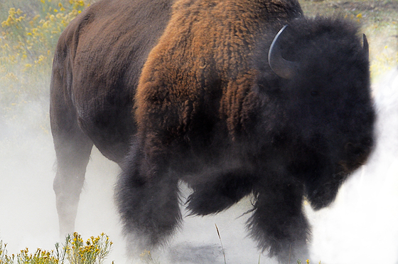 Yellowstone National Park