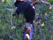 Yellowstone National Park