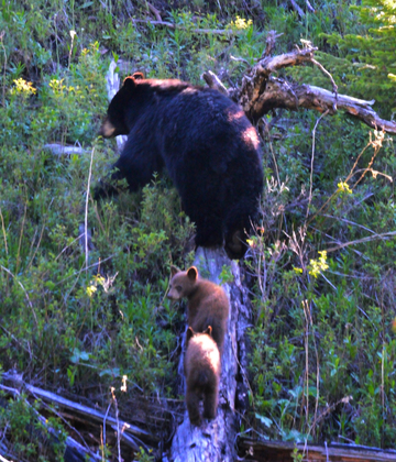 Yellowstone National Park