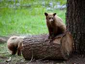Sequoia National Park