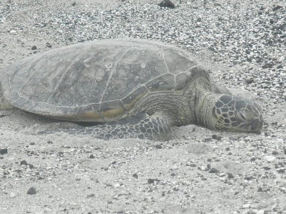 Honokohau