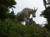 Olympic National Park